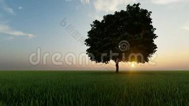 金色的一棵树在日落的黑暗背景。 草地背景。 日出背景。 黑暗的背景。 国家观点。 野野野